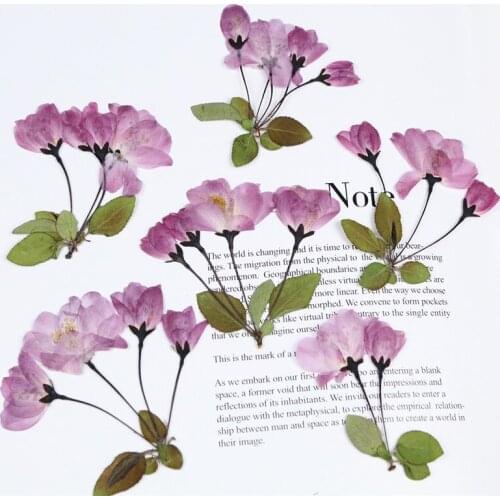20pcs Pressed Dried Malus spectabilis Bud Flower With Stem Epoxy Resin Jewelry Making Makeup Face Bookmark Nail Art Craft DIY