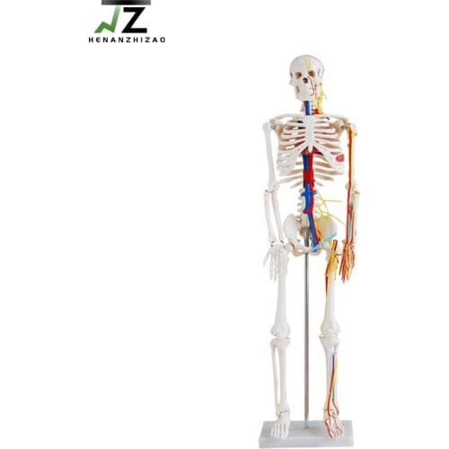 85cm Human Skeleton with Nerves and Blood Vessels Model