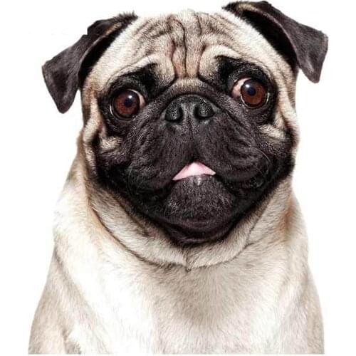 SZWL Pug Graffiti Stickers Waterproof 3D Fashion Laptop Windows Motorcycle Surfboard Car Decals Decoration Accessories,13cm*11cm