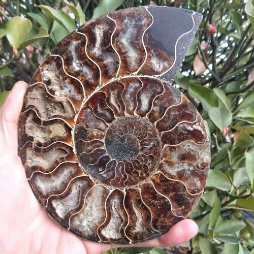 450-460g 100% natural big size madagascar fossils iridescent ammonite natural stones and minerals specimen