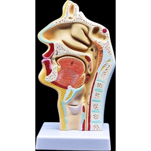 Human Anatomical Nasal Cavity Throat Anatomy Medical Model 4.7×4.7×9.5 inches