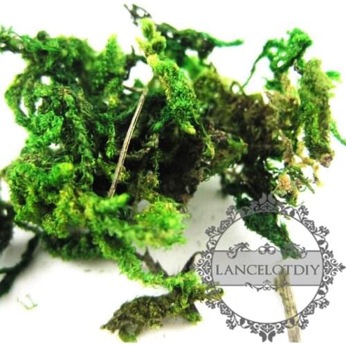 Real dry preserved dyed green lichen moss for DIY glass dome filling 1503005