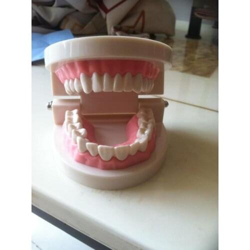 Dentures Dental teaching model tooth model dental teeth model