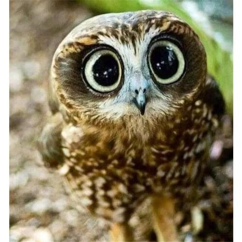 2017 5D Diamond Painting Cross Stitch Color owl Of Diamond Embroidery Full cube Dill Diamond Animals Decoration dec for gift