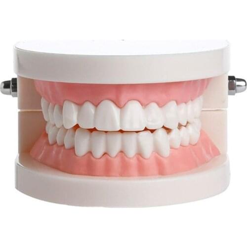 Dental Study Teaching Teeth Model Oral Care Tooth Education Dentist Equipment Medical Science Teeth Skeleton Model