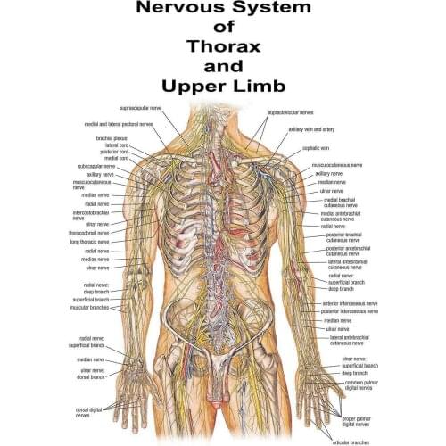 Educational Anatomy The Human Nervous System Medical university Art Film Print Silk Poster Home Wall Decor 24x36inch