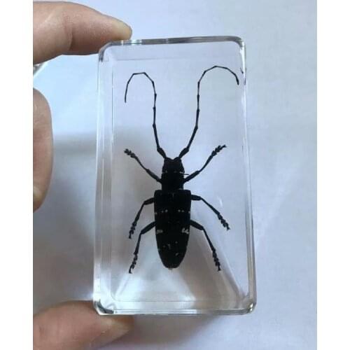 FREE SHIPPING Discount Sale Creative MO 6 fashion Specimen Books Tools Home Decorative Gift