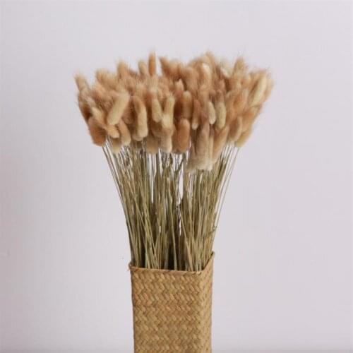 50Pcs/Lot Dried Flowers Rabbit Tail Grass Pampas Grass Natural Plants Bouquet Lagurus Ovatus Wedding Home Easter Decoration