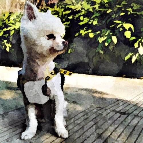 Dog Clothes for Small Dogs Jumpsuit for Chihuahua French Bulldog Overalls Pug Outfit Pet Clothing PC1173