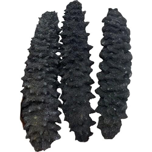 DRIED SEA-CUCUMBER DRIED SEA CUCUMBER HOLOTHURIAN