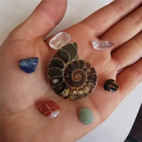 Hot Ammonite Fossil Specimen Shell Healing Decoration Madagascar Natural Stones Minerals Extinct Life Fossil Teaching Specimen