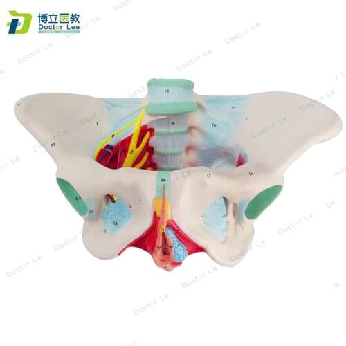 New Products Plastic Female Pelvis Anatomy Skeleton Model with Muscle and Color Area for Medical Teaching and Learning