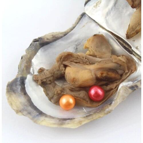 Wholesale 20 pieces saltwater oysters Akoya AAA round pears twins triplets Quads Quints pearl oysters multiple pearls in Shell