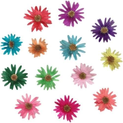 60pcs Pressed Dried Flower Marguerite de Valois Herbarium For Bookmark Prop Jewelry Postcard Invitation Card Phone Case DIY