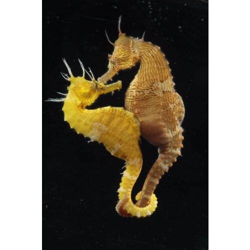 Lot style Choose Animal Hippocampus Art print Silk poster Home Wall Decor