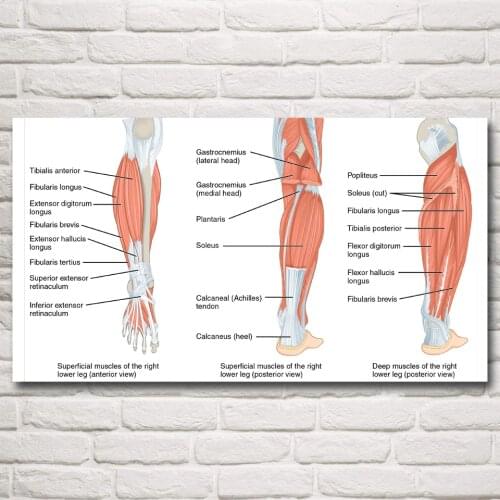 FOOCAME Muscles Leg that Move Foot Toes Anatomy Art Silk Poster Posters and Prints Decorative Wall Picture Decoration Painting