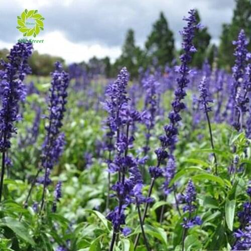 DIY diamond painting lavender landscape round diamond embroidery mosaic home decoration pattern handmade mosaic round rhinestone