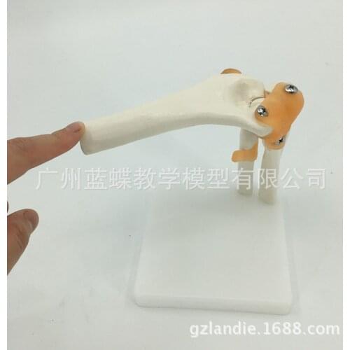 Life Size Human Skeleton Model Elbow Joint Ligament Anatomical Surgery Model Toy