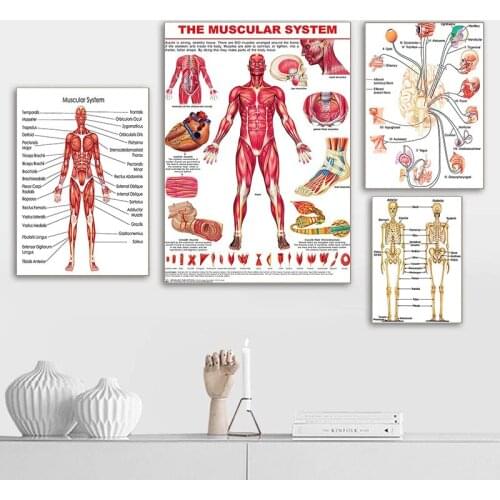 Doctor Office Decor Canvas Paintings Muscle Nerve Brain Skeleton Medical Education Poster Wall Art Picture for Living Home Decor