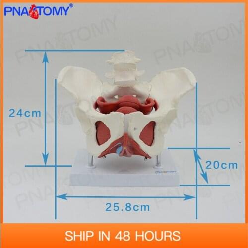 Adult Female Pelvis with Muscle Organs Pelvic Floor Model PNT-0589-3B Life Size PVC Medical Science Anatomical