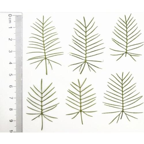 120pcs Pressed Dried Flower Quamoclit pennata Leaf Filler For Epoxy Resin Jewelry Making Postcard Frame Phone Case Craft DIY