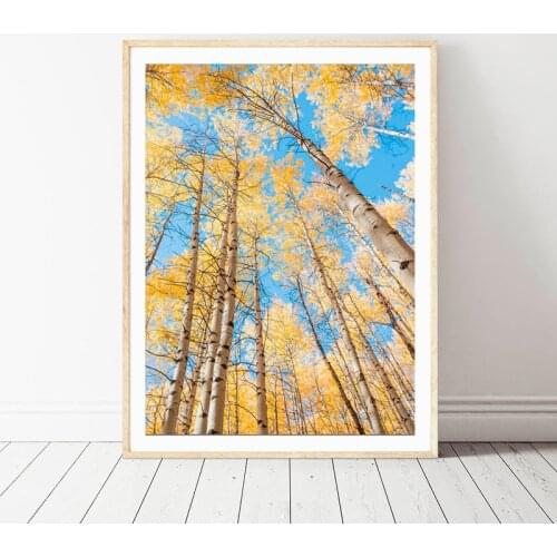 Yellow Birch Tree Photo Poster Prints Autumn Nature Landscape Painting Canvas Picture Modern Living Room Bedroom Wall Art Decor