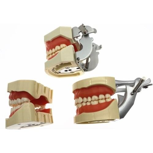 Dental Model for Dental phantom head teeth model With Screw Fixed Teeth Teaching simulation tooth model