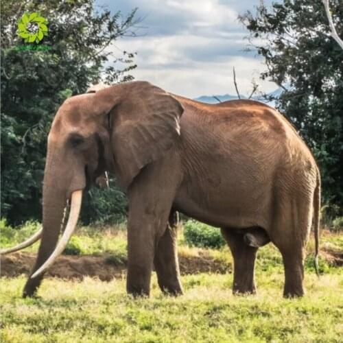 Diamond Painting Flamingo Full Drill Square Elephant Diamond Embroidery Rhinestone Picture Diamond Mosaic Gift Drop Ship