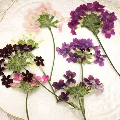 250pcs Pressed Dried Verbena Hortensis Flower Stalk Plant Herbarium For Jewelry Postcard Invitation Card Phone Case Bookmark DIY
