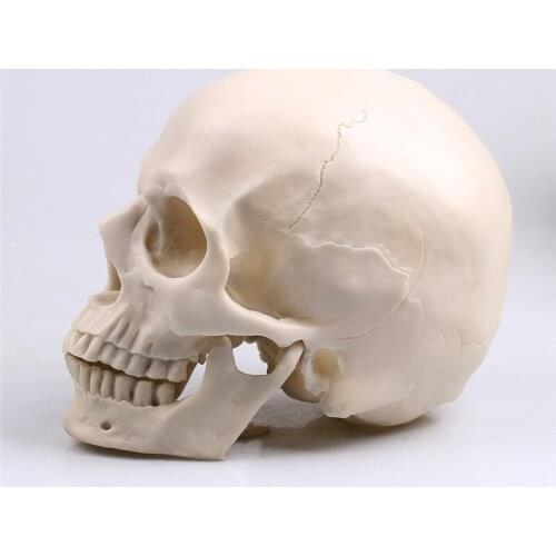 Crafts Painting Skull Albuginea White Embryo Resin Model Medical Realistic Lifesize 1:1 Art Teaching Skull