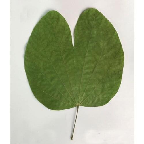2018 Original Green Leaf Dried Flowers For DIY Decoration 30 Pcs Free Shipment
