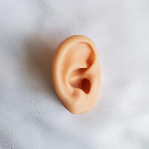 Ear Model Ear Acupuncture Model Ear 1:1 Life Size For Ear Acupuncture Press Needle