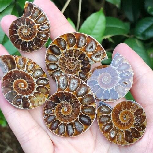 Madagascar Fossils Iridescent Ammonite Natural Conch Stones And Minerals Specimen+Bracket