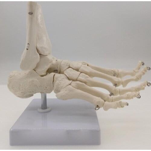 Foot and Ankle Joint Functional Anatomical Skeleton Model Medical Display Teaching School Life Size Teaching Resources