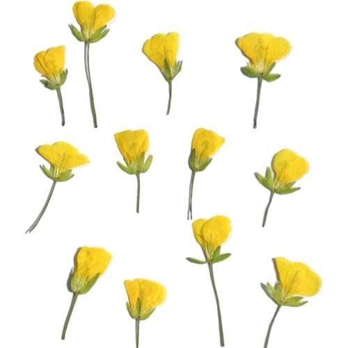 250pcs Pressed Dried Canola Cole Flower Herbarium For Epoxy Resin Jewelry Making Bookmark Face Makeup Nail Art Craft