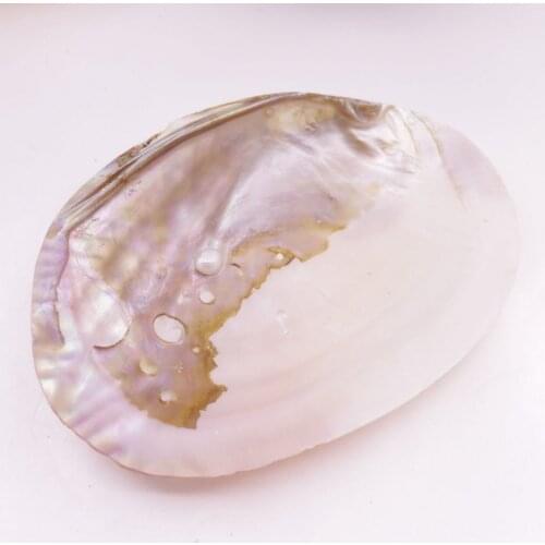 Natural Mother of Pearl Shell Clam Display Tray 11cmX16.5cm Collection 6.5" 1PCS