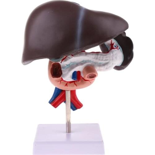 Liver Duodenum Pancreas Model Structure Human Organ Anatomical Model for School Teaching Tool Learning Display Lab Supplies