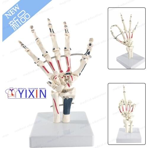 Life Size Human Hand Joint with Painted Muscle Anatomical Skeleton Hand Model Medical Anatomy Study Tool