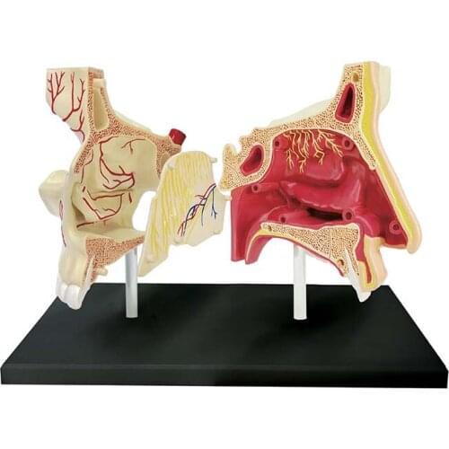 Educational assembly toys 4D MASTER human nasal organ anatomical model medical teaching DIY popular science appliances