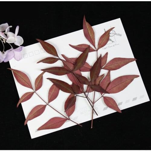 30pcs Pressed Dried Natural Red Common Nandina Leaf Flower Plants Herbarium For Jewelry Phone Case Postcard Bookmark DIY Making