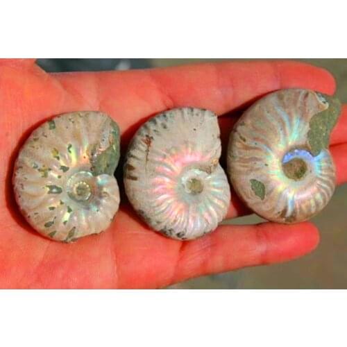 3 FOSSILIZED SNAIL AMMONITE MINERAL FROM MOROCCO . MULTI-COLOR FIRE