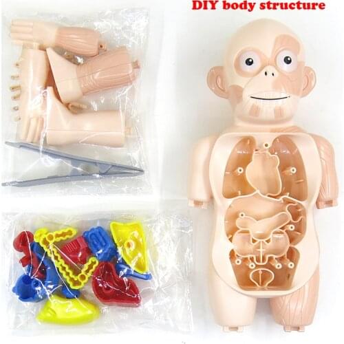 Kid Montessori 3D Puzzle Human Body Anatomy Model Educational Learning Organ Assembled Toy Body Organ Teaching Tool For Children