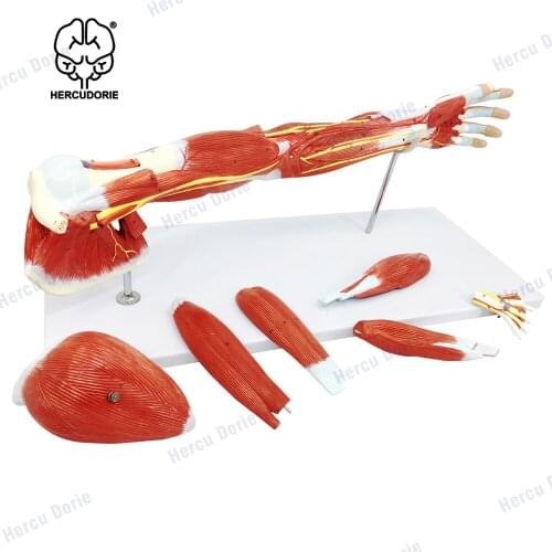Arm Muscle Model, 7 Parts Muscular Arm Anatomy Model, Life Size Human Arm Muscle Model with Stand, Numbered Arm Model Shows Mus