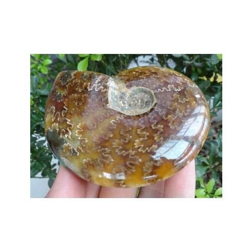 200g New Find NATURAL Cretaceous AMMONITE FOSSIL SPECIMEN