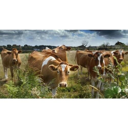 Diamond embroidery Farm animals cow 5d diy diamond painting Mosaic rhinestone Big Size Diamond painting Christmas GiftZP-2464