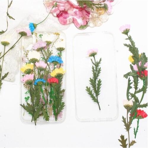 Side Branch Side Pressure Crystal Chrysanthemum Dry Flower Plant Teaching Specimens Childrens DIY Home Decoration Accessories