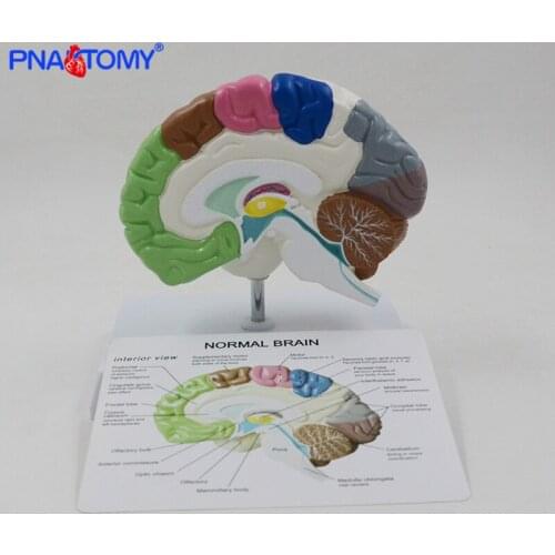 Human Half Brain Anatomy Model Life Size with Instruction Card and Base Colored Anatomical Brain Model Medical Tool Teaching Use
