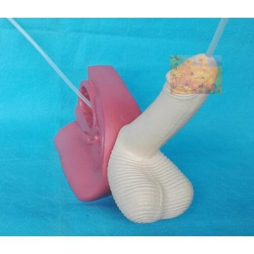 Human Male Catheterization Demonstration Anatomical Model Urinary System Medical Teaching Supplies