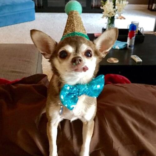 Dog Hat Cat Party Christmas Costume Headwear Small Dog Cap Birthday Bling Accessory Puppy Kitten Cute Collar Pet Accessories