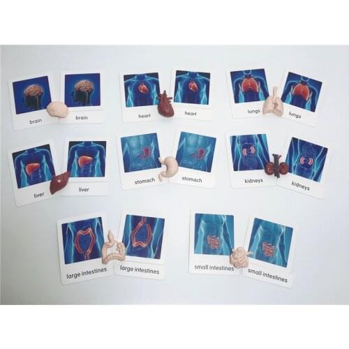 Human Organs Model Toy with Cards Montessori Educational Equipment Kids Biology Early Learning Tools Teaching Aids for Children